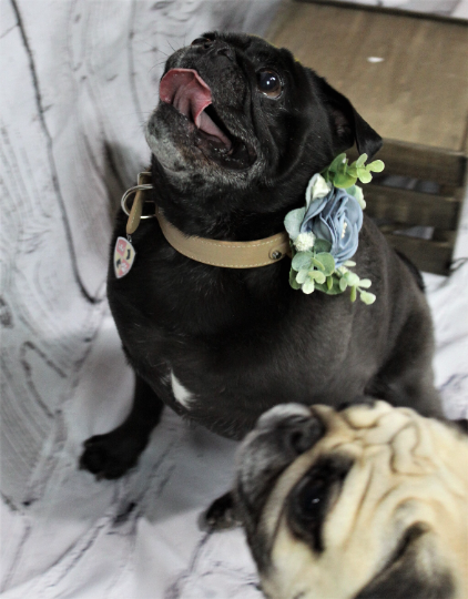 Formal Dog Dress | The Livianna